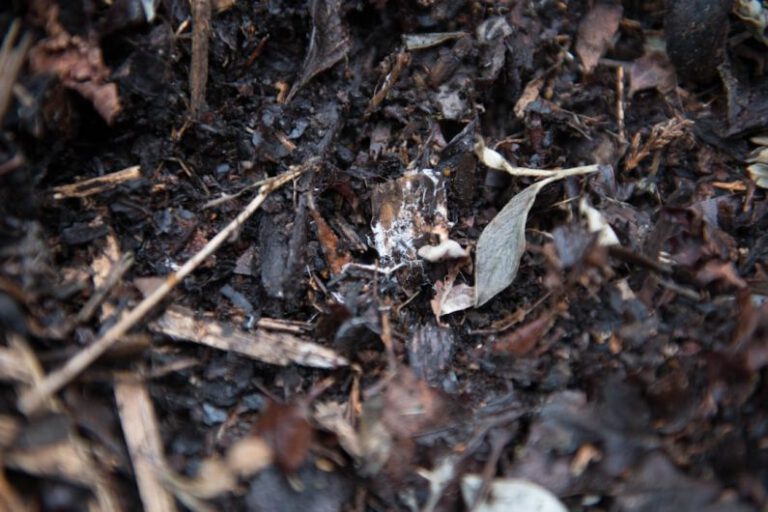Composting - brown dried leaves on ground