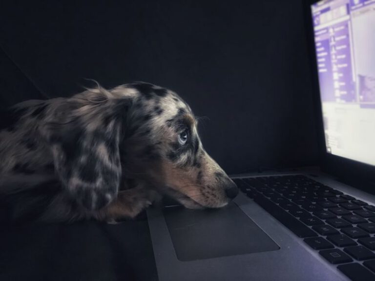 Pet Technology - brown dog watching on laptop computer